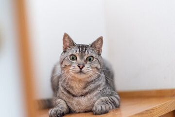 見つめる猫　サバトラ猫