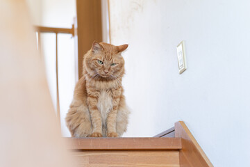 座る猫　茶トラ猫