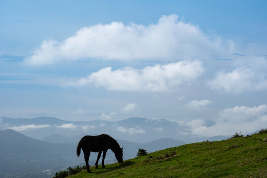 Horse grazing in the meadows of the Jaizkibel mountain, Euskadi
