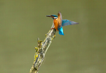 kingfisher on a branch