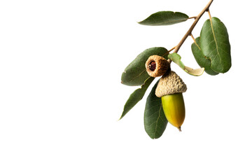 A branch of oak with an acorn on white background © Fran Rodríguez