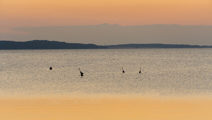 Żurawie w jeziorze w Lietzow, Wyspa Rugia, Niemcy
zachód słońca, 2021