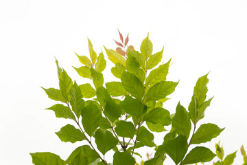 green maple leaves
