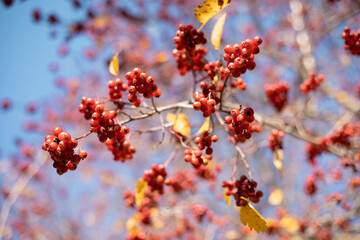 Fresh ripe red berries of hawthorn on branch tree with yellow leaves in sunny day. Autumn harvest. Nature background. Banner with copy space. Selective focus