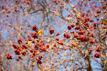 Fresh ripe red berries of hawthorn on branch tree with yellow leaves in sunny day. Autumn harvest. Nature background. Banner with copy space. Selective focus