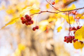 Fresh ripe red berries of hawthorn on branch tree with yellow leaves in sunny day. Autumn harvest. Nature background. Banner with copy space. Selective focus