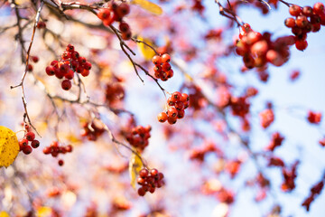 Fresh ripe red berries of hawthorn on branch tree with yellow leaves in sunny day. Autumn harvest. Nature background. Banner with copy space. Selective focus
