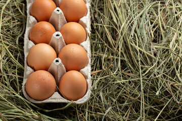 Chicken eggs in the hay. Home products. Farming concept.