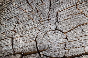 texture of an old tree cut