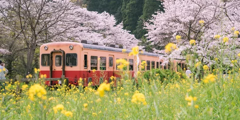 Gordijnen Train at railway station platform with cherry trees and canola flowers in spring, Chiba, Japan　春の鉄道旅行イメージ 桜と電車と菜の花  © wooooooojpn
