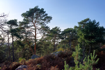 Fototapeta na wymiar Denecourt hiking path number 3 in The Cassepot rock. Fontainebleau forest