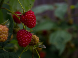 ripe raspberries on a branch close up .copy space