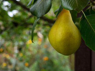 Ripe yellow pears hang on a branch with green leaves close-up and blurred background on a summer day. Gardening and farming concept
