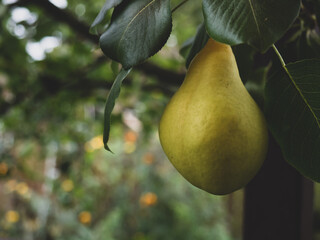 Ripe yellow pears hang on a branch with green leaves close-up and blurred background on a summer day. Gardening and farming concept