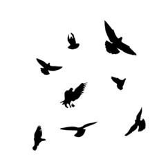 Obraz na płótnie Canvas A flock of flying birds. Free birds. Vector illustration