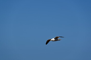 A black back gull is flying in a blue sky