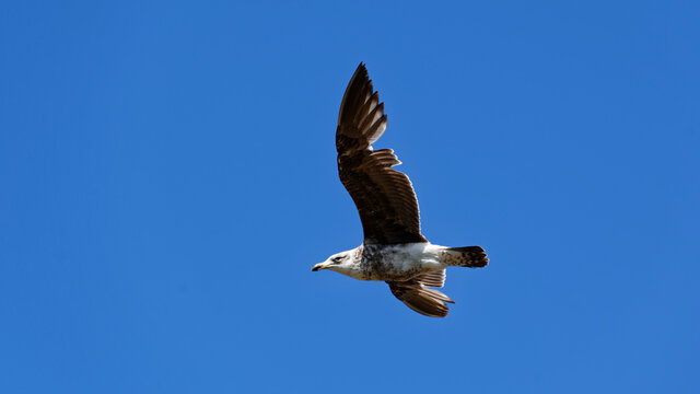 A juvenile black backed gull flies through the blue summer sky
