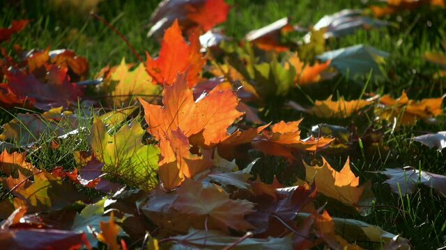 Colorful red, orange and yellow maple leaves falling on grass in slow motion.  Autumn fall mood, with beautiful evening sunlight shining through the leaves.