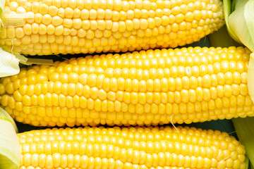 Corncons or Corn Ears in Husk. Fresh Vegetable Maize Crop. Close Up Macro View