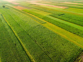 Colorful Rows of Plants Crop in Farm Fields at Summer