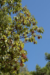 Fototapeta na wymiar Berries of Greek Strawberry Tree (Arbutus andrachne)