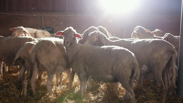 Farming breeding, food production. Lambs, sheep in stable. Ewe livestock farm