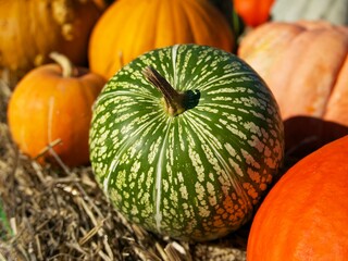 a green pumpkin which looks like a watermelon among other multicolored pumpkins