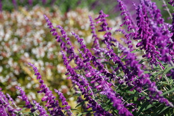 白い花を背景にした、サルビア・ファリナセア