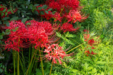 cluster amaryllis