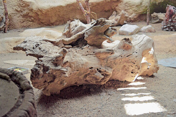 Wildlife - Tree trunk laying on a floor of sand in a sunny day - Wild and dry landscape