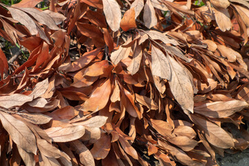 pile of leaves