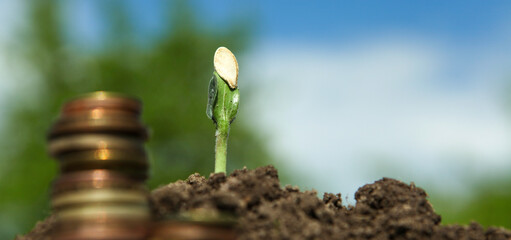 coins in soil with young plant.