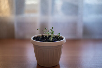 young rosemary sprouts in a pot, growing spices at home, growing fragrant rosemary