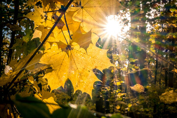 Sunny autumn day in the forest. Beautiful maple leaves on tree in park. Maple leaves close up