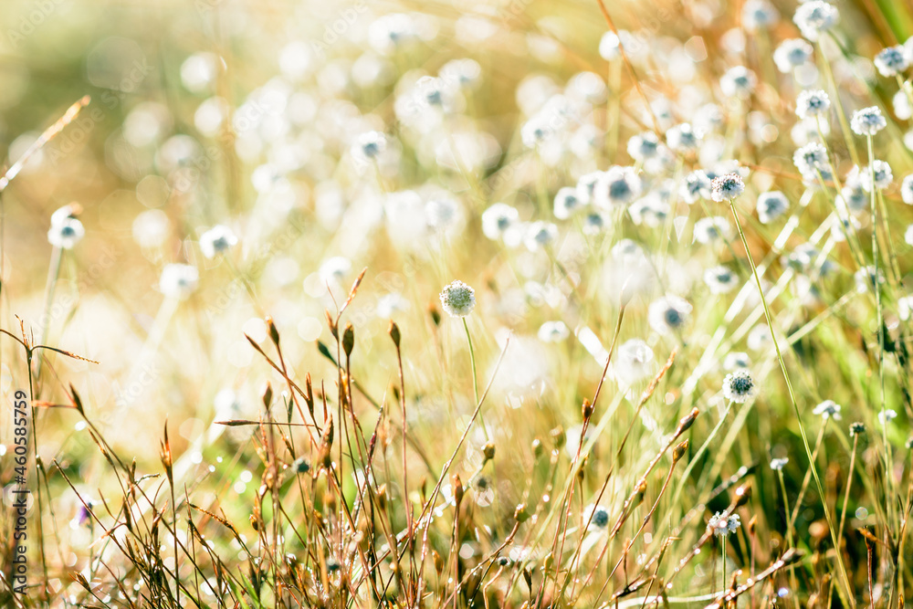 Wall mural white wild grasss flowers in brite