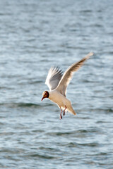Fototapeta na wymiar seagull landing on water
