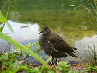 a gray warbler stands in the water near the shore on a clear September day