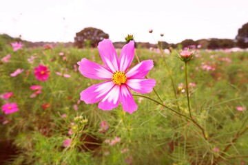 flowers in the field. Cosmos flower. Autumn flowers. 