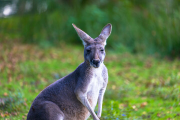 Kangaroo standing on the grass, Zoo Leeuwarden, Friesland, Neterlands