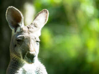 Portrait of Red Kangaroo, Macropus rufus in zoo © familie-eisenlohr.de