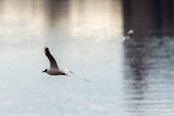 seagull in flight