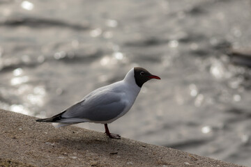 portrait of a seagull