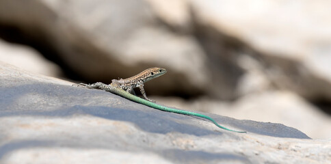 A Moulting Juvenile Cappadocian Lizard (Apathya cappadocica)