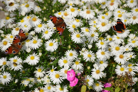 Motyle na białych kwiatach astr&oacute;w bylinowych