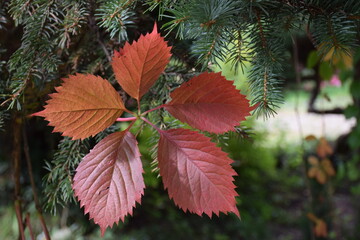Fototapeta Czerwone jesienne liście winobluszczu pięciolistkowego obraz