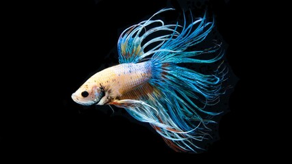 Fototapeta premium The Crowntail Betta is colorful and swaying like a flame.