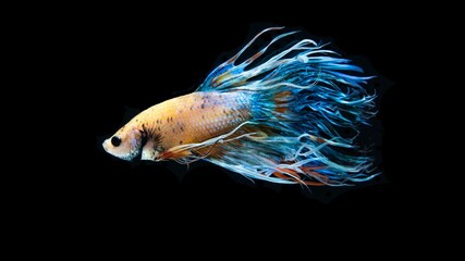 The Crowntail Betta is colorful and swaying like a flame.