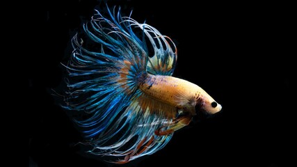 The Crowntail Betta is colorful and swaying like a flame.