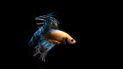 The Crowntail Betta is colorful and swaying like a flame.