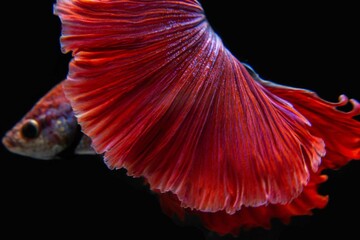 red tail of betta fish that are freely swaying, naturally beautiful